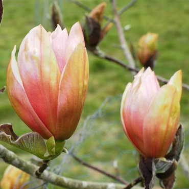 абр бренди1